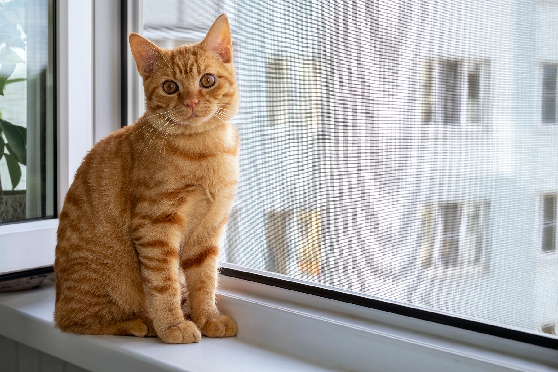 Katze sitzt auf einem Fenstersims mit Blick nach draußen