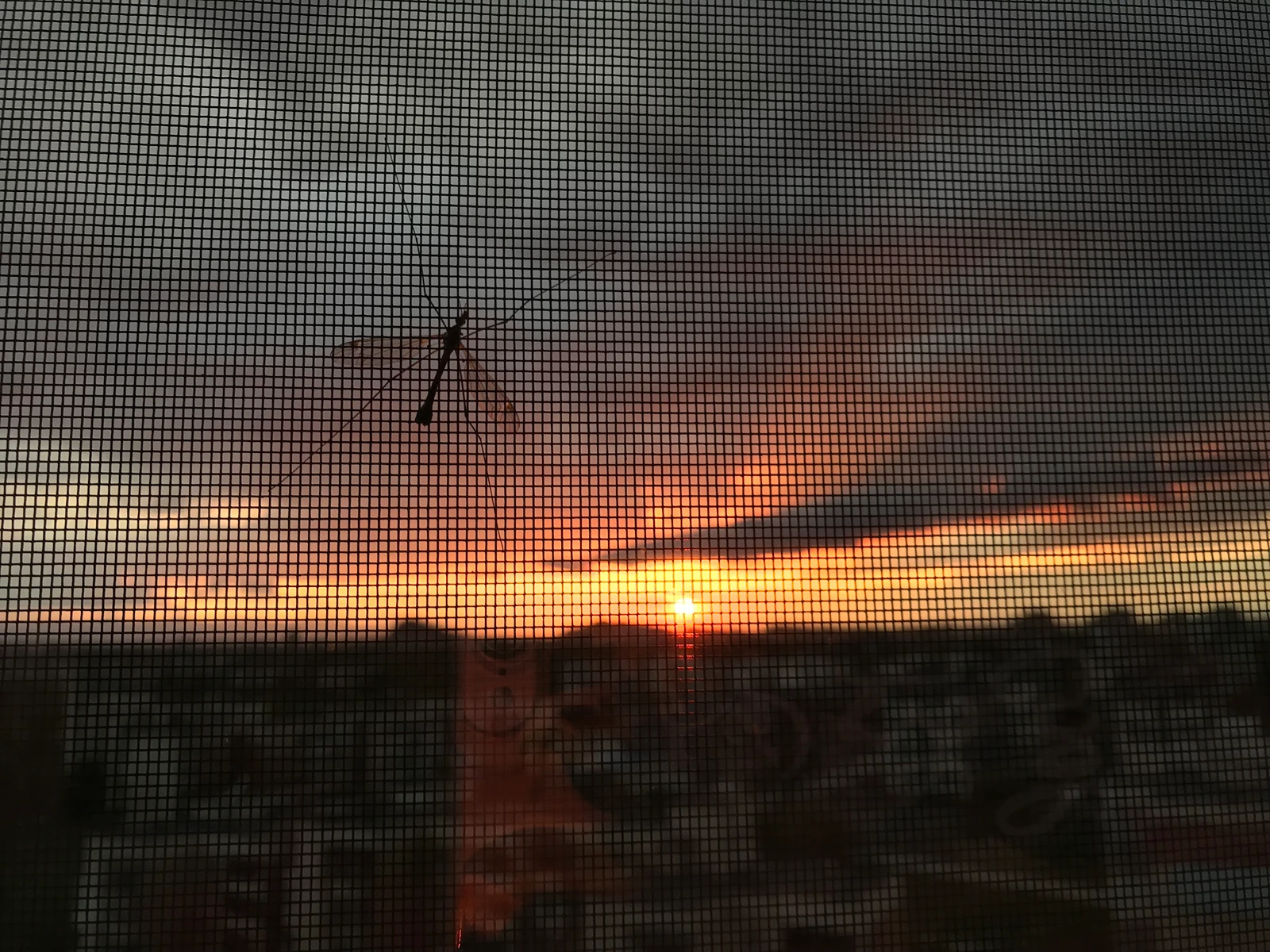 Fenster mit Insektenschutz und Sonnenuntergang im Hintergrund